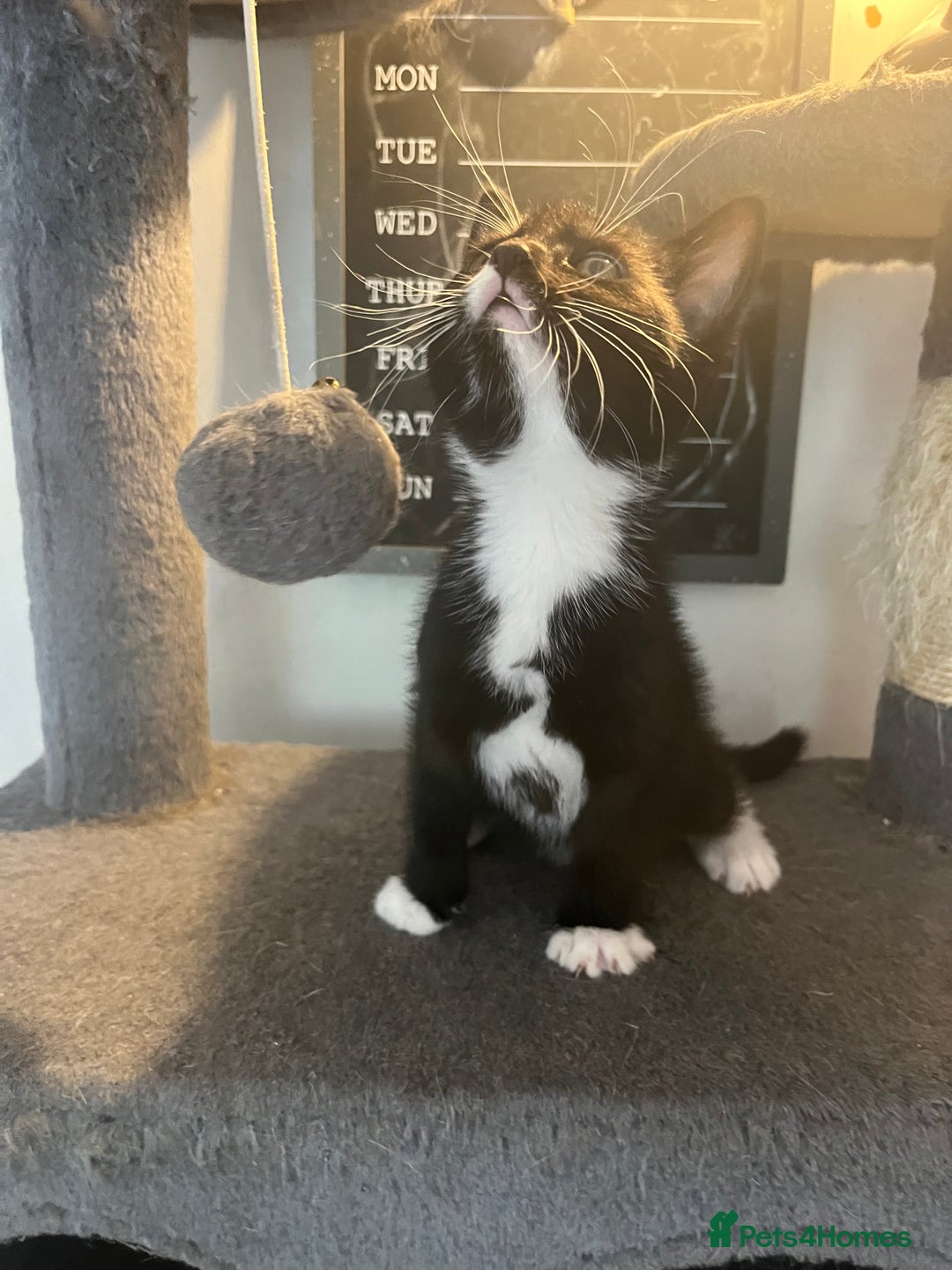 Mixed Breed cats for sale: 6 Stunning kittens ready now! 🤍 🐈 🤍 - Image 12