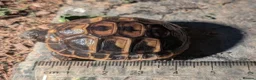 Tortoise reptiles for sale: Hermans Tortoise Hatchlings in Hertford - Advert 5