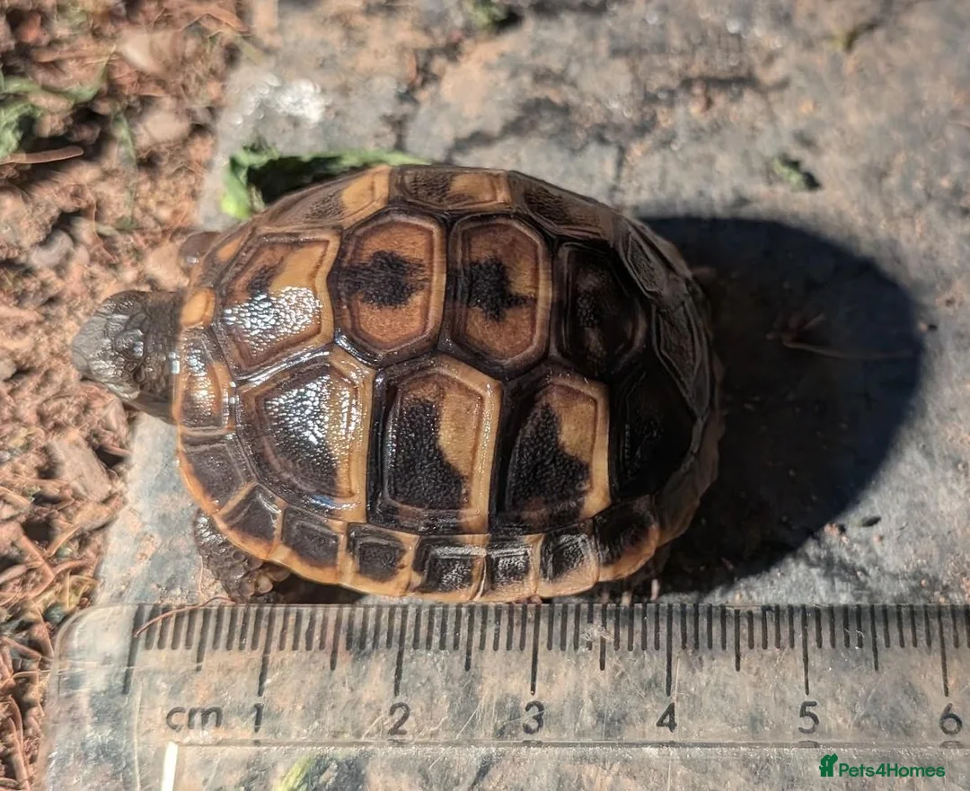 Tortoise reptiles for sale: Hermans Tortoise Hatchlings in Hertford - Advert 5