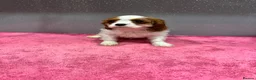 Cavalier King Charles Spaniel dogs for sale: Adorable Cavalier King Charles Spaniels - Advert 3