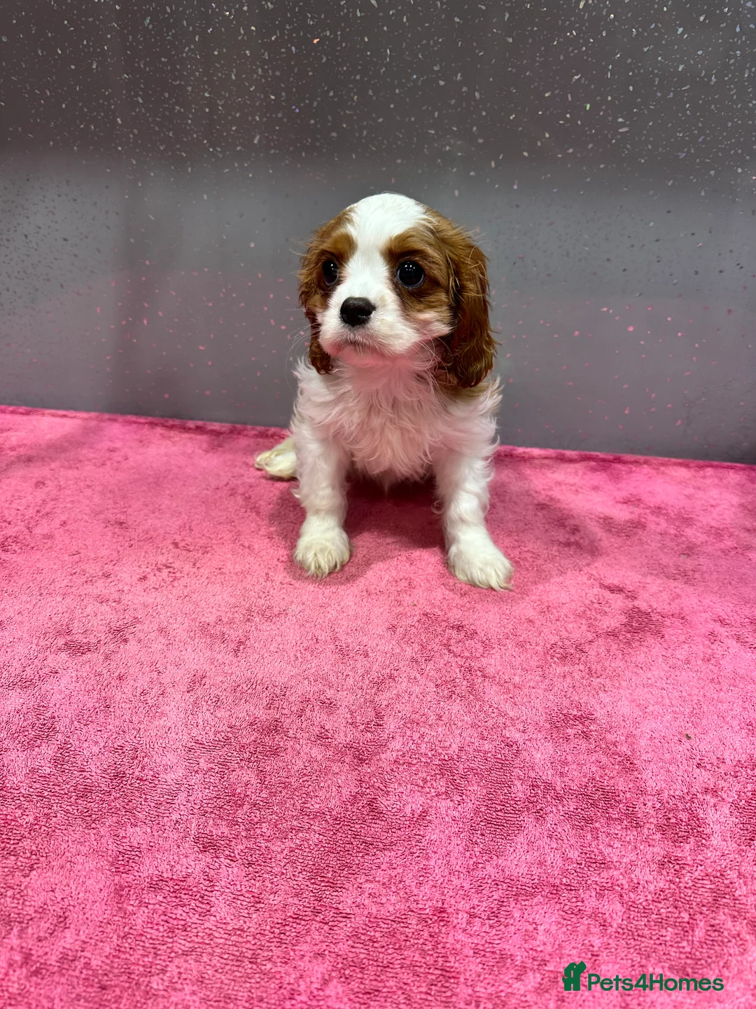 Cavalier King Charles Spaniel dogs for sale: Adorable Cavalier King Charles Spaniels - Advert 3
