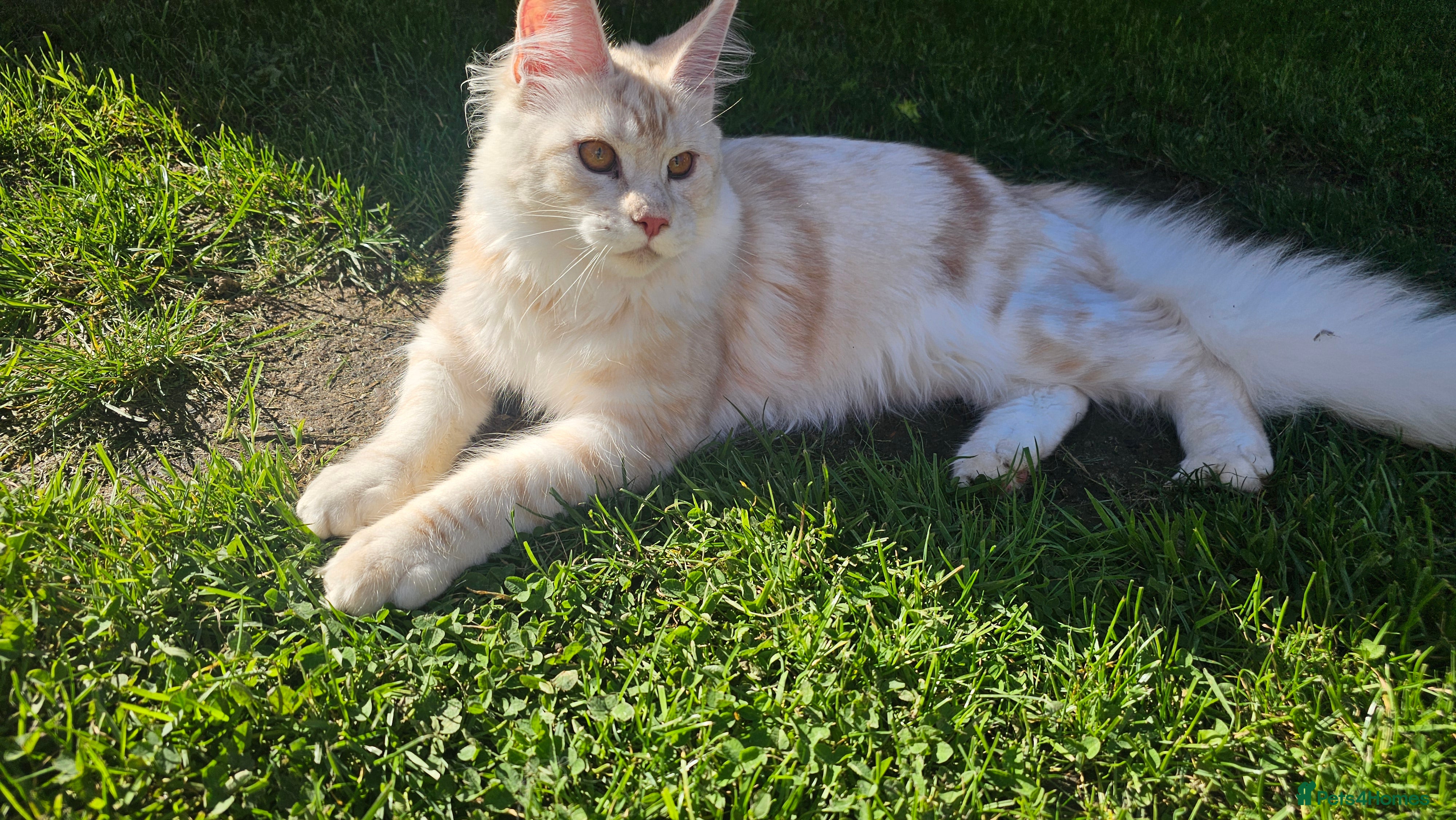 Maine Coon cats Amazing large red girl for good breeders only - Advert 1