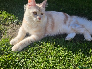 Maine Coon cats Amazing large red girl for good breeders only - Advert 7