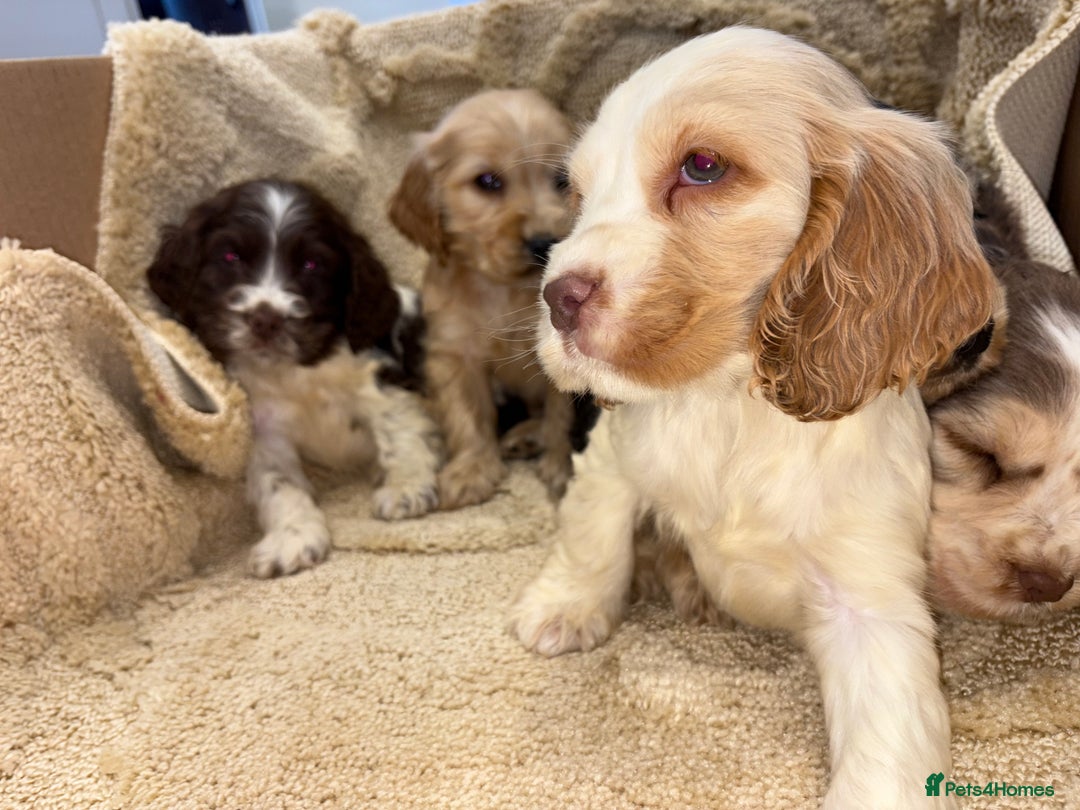 Cocker Spaniel dogs for sale: Stunning show type cocker spaniel puppies  - Advert 5