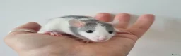 Rat rodents for sale: Dwarf Rats - Advert 6