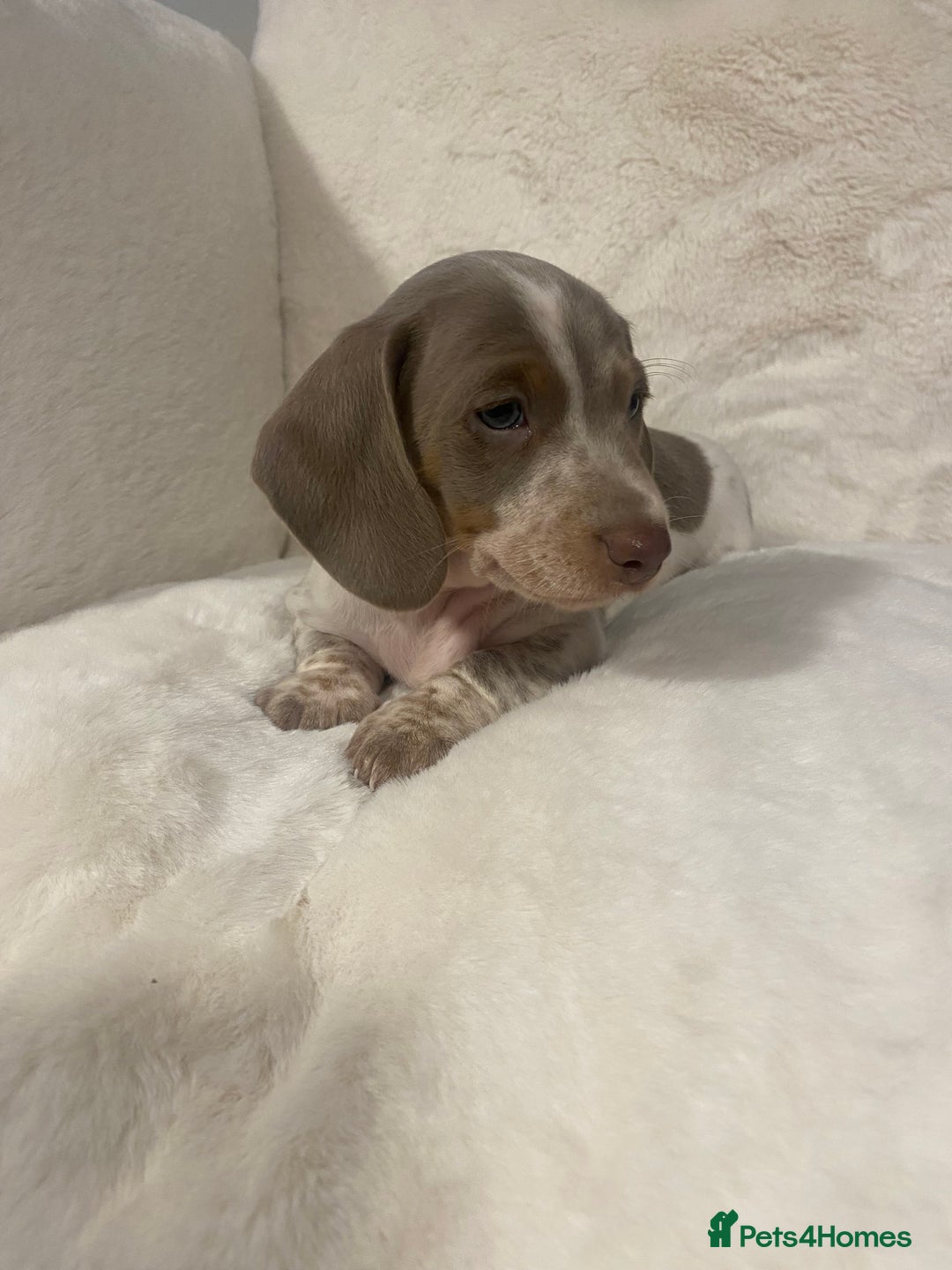 Miniature Dachshund dogs for sale: PRA Clear KC Registered Mini Dachshunds - Advert 9