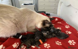 Persian cats for sale: **Last 2** Stunning litter of Persian/Ragdolls - Image 15