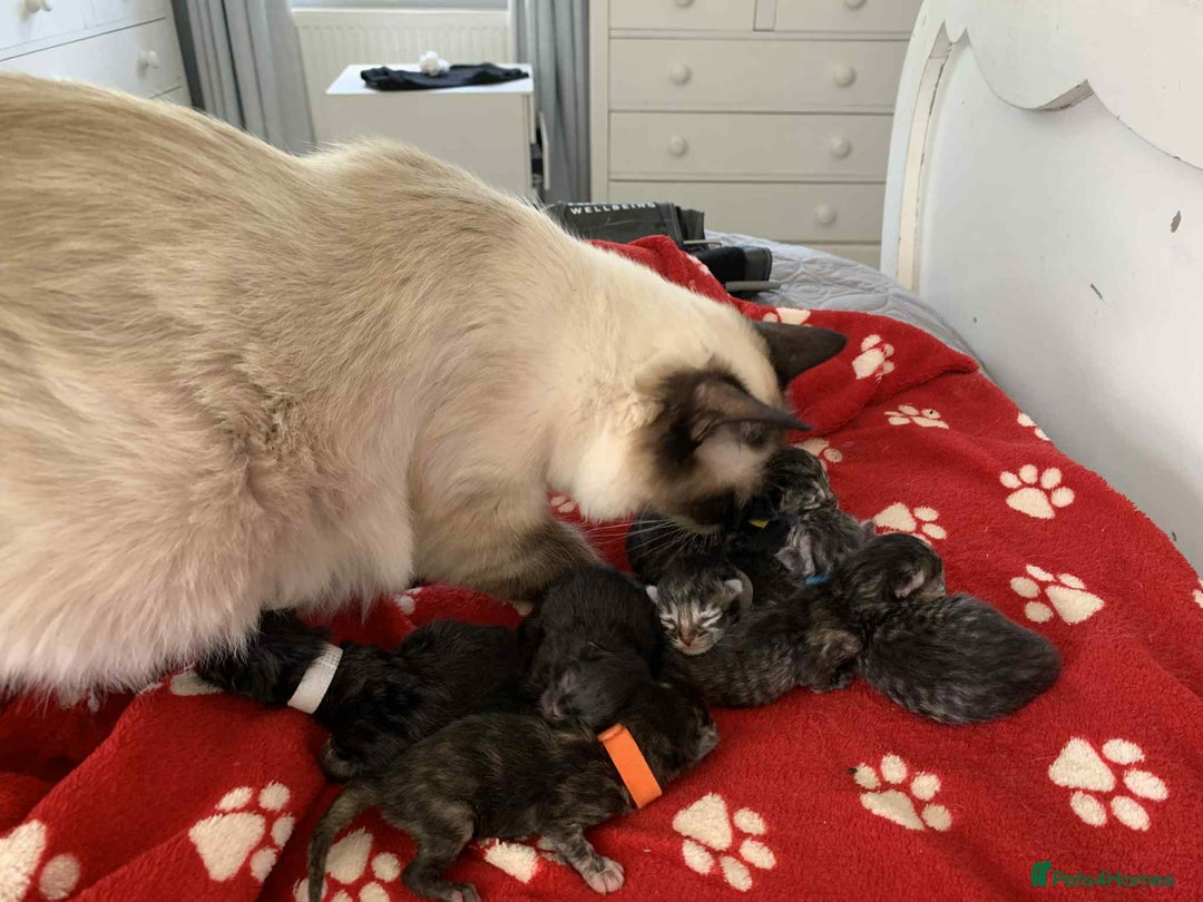Persian cats for sale: **Last 2** Stunning litter of Persian/Ragdolls - Image 15
