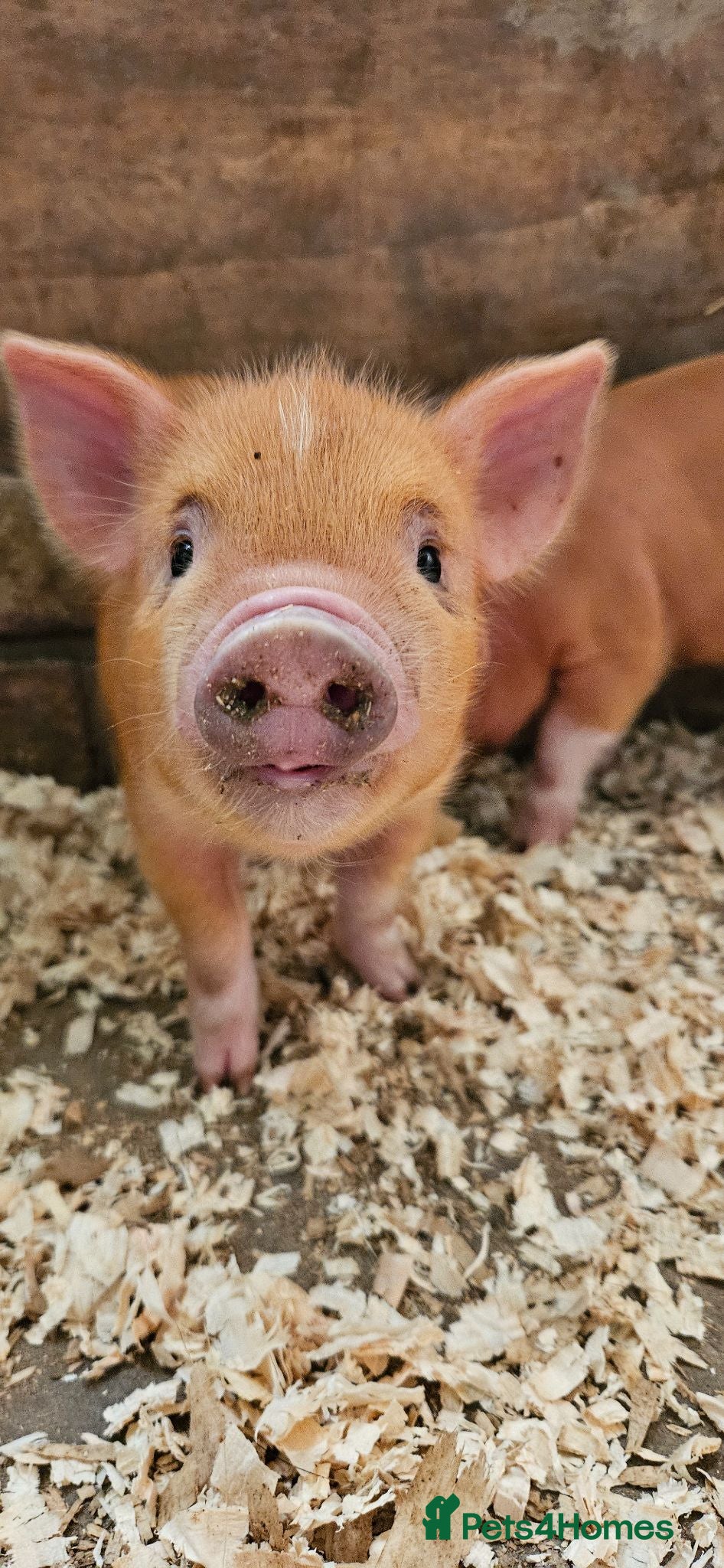 Pig livestock for sale: Adorable Mini Pigs: Spotted & Ginger, M&F - Advert 1