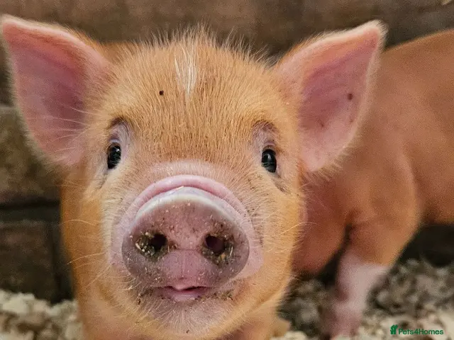 Pig livestock Adorable Mini Pigs: Spotted & Ginger, M&F - Advert 1