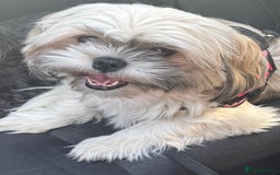 Shih Tzu dogs for sale: Shih tzu  - Image 16