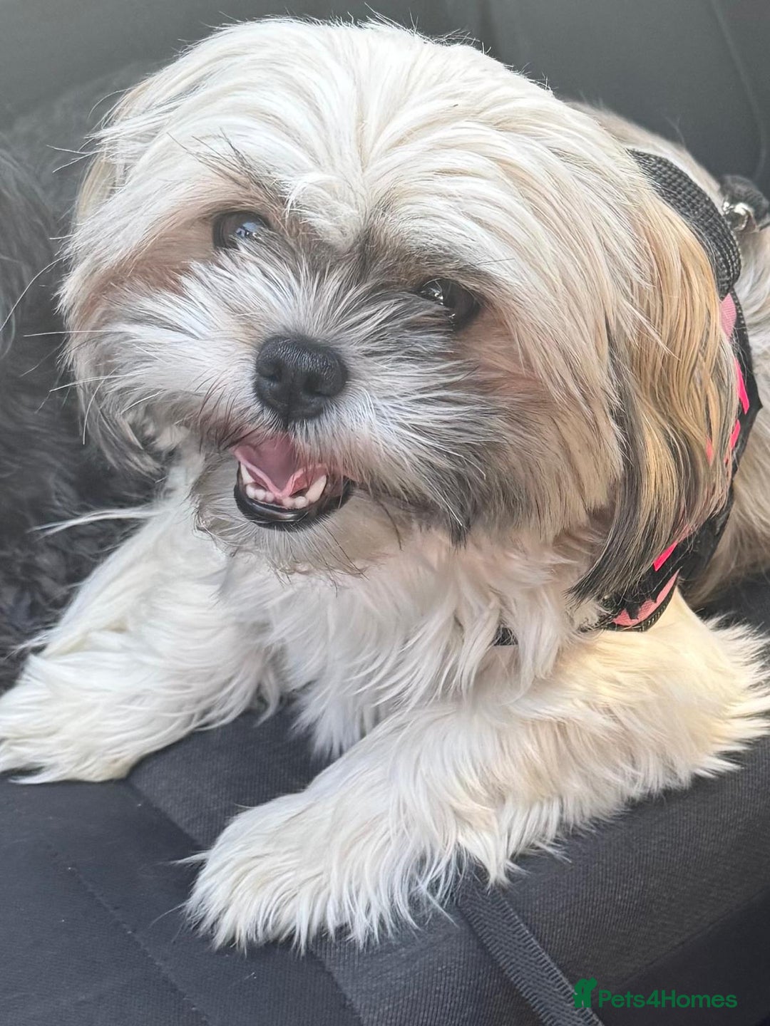 Shih Tzu dogs for sale: Shih tzu  - Image 16