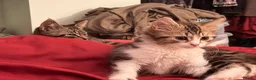 British Shorthair cats for sale: British Shorthair X Kittens - Advert 6