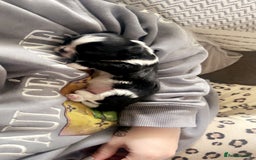 Shih Tzu dogs for sale: Imperial shih tzu puppies - Image 2
