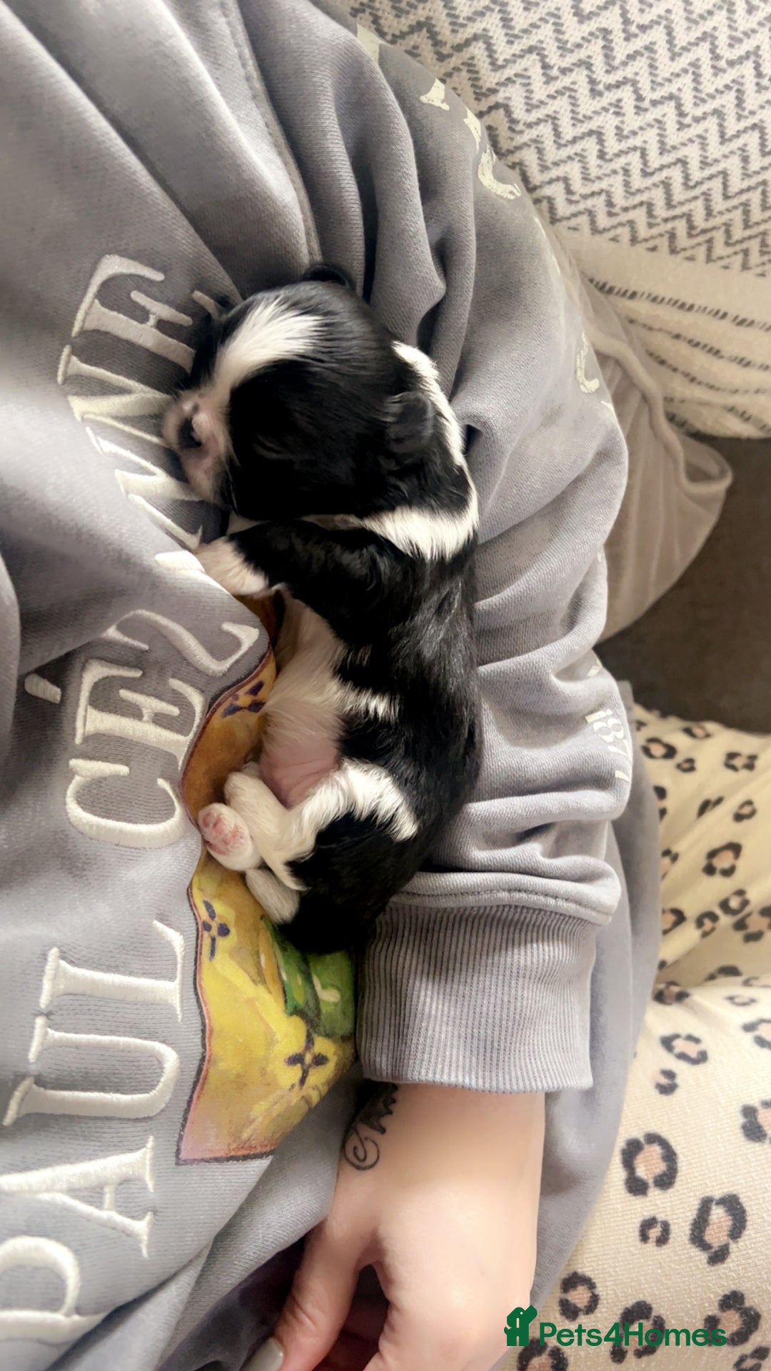 Shih Tzu dogs for sale: Imperial shih tzu puppies - Image 2
