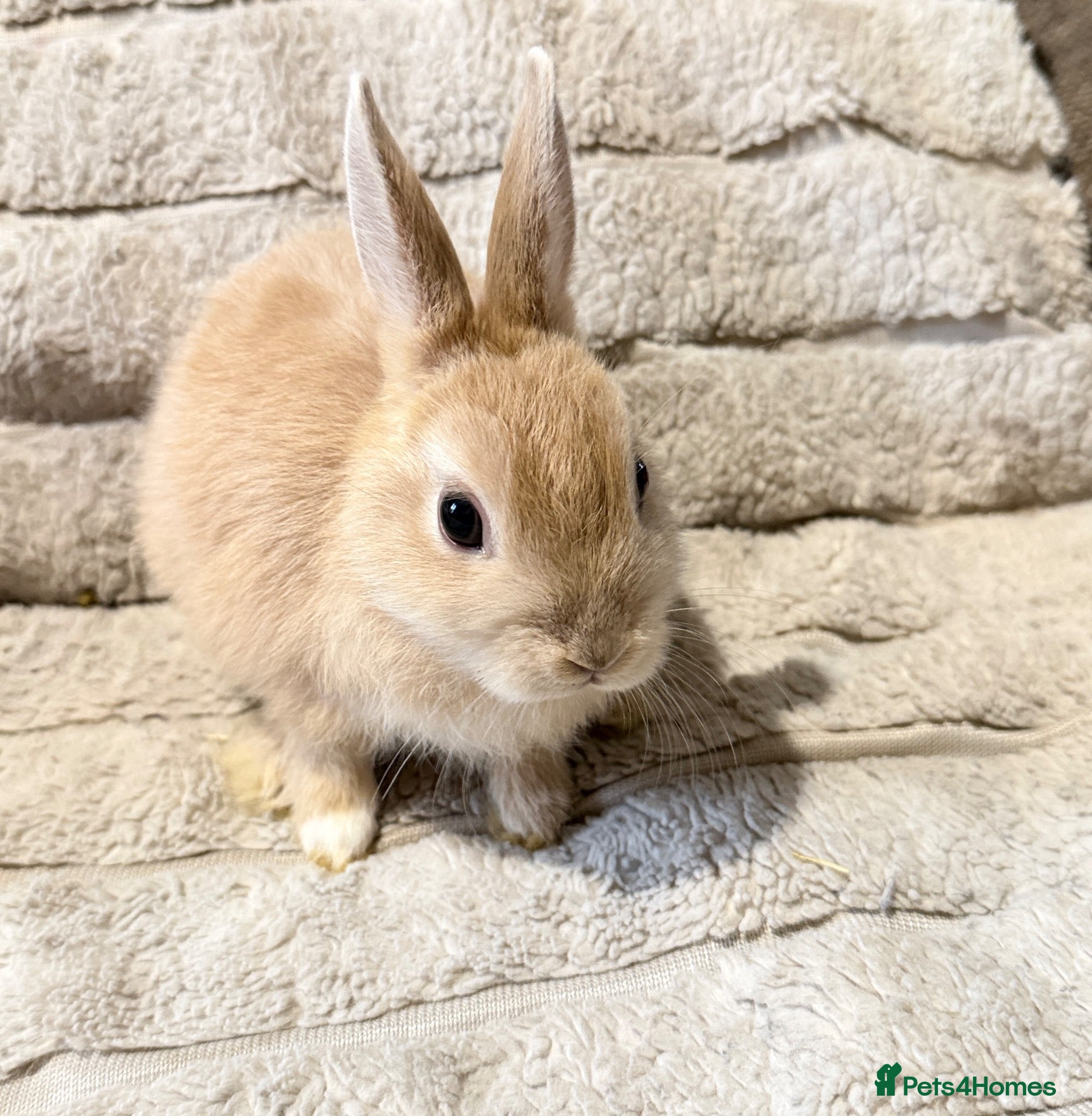 Mixed Breed rabbits for sale: Dwarf Rabbits 🐇🐰 - Advert 2