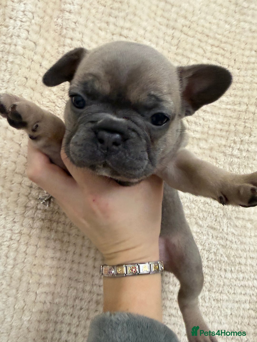 French Bulldog dogs for sale: French bulldog puppys - Advert 7