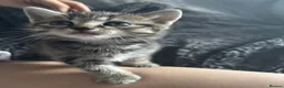 Mixed Breed cats for sale: Baby kittens for sale  in Batley - Advert 12