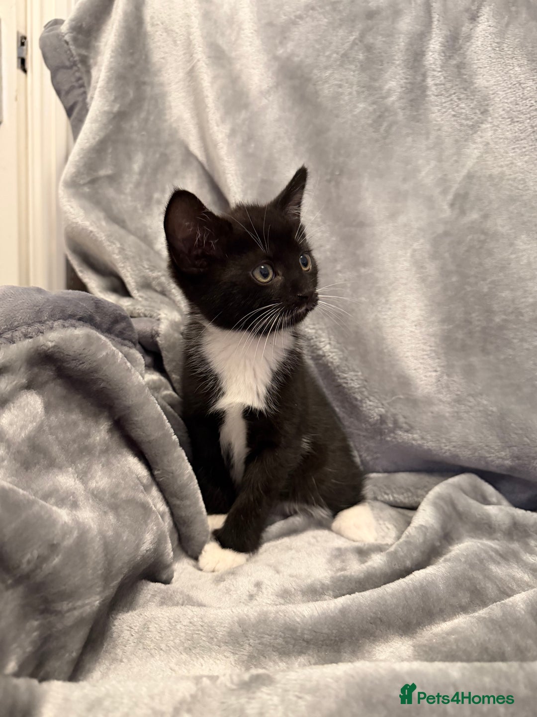 Mixed Breed cats for sale: 5 kittens for sale - Advert 15