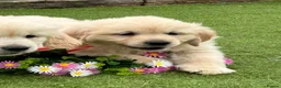 Golden Retriever dogs for sale: 🏆🏆 Fully health tested kc reg boys 🏆🏆 - Advert 5
