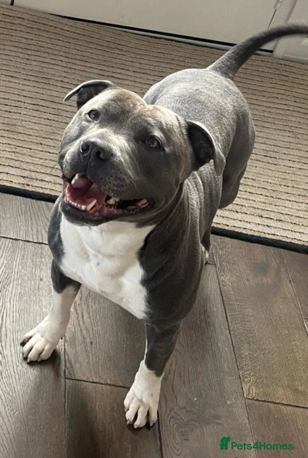 Staffordshire Bull Terrier dogs for stud: Geministaffs Socks KC stud in Halifax - Advert 8