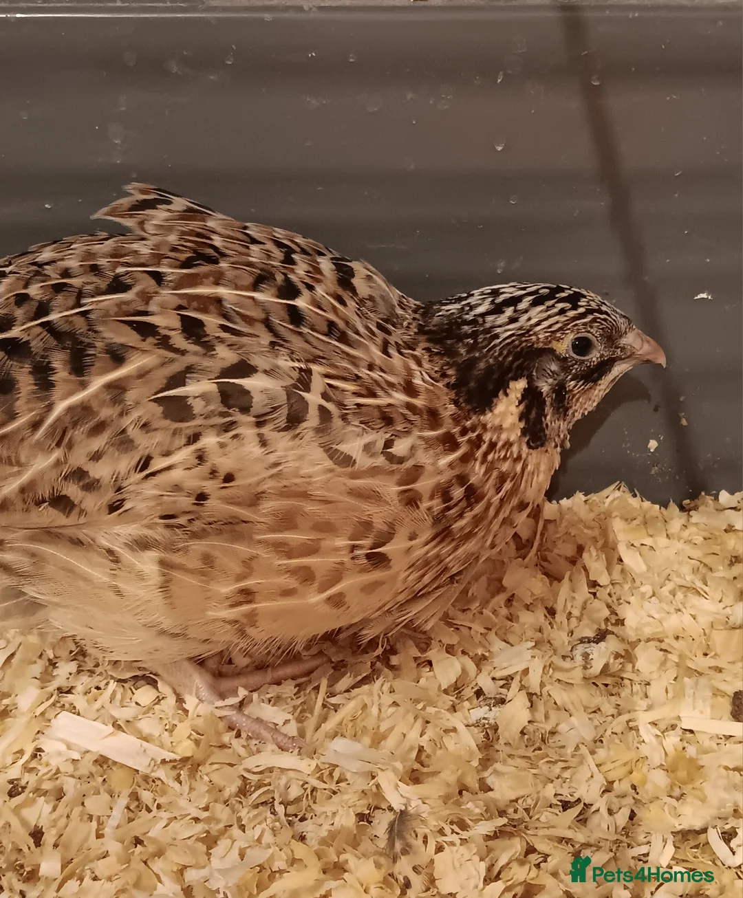 Quail poultry for sale: Dozen (12) Quail Hatching Eggs - Advert 4