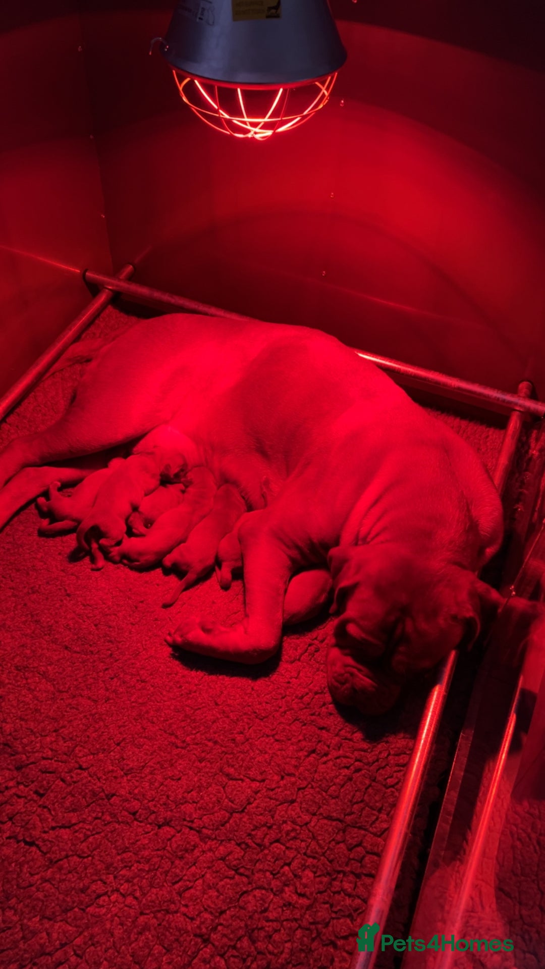 Dogue De Bordeaux dogs for sale: Chunky kc registered dogue de Bordeaux puppies - Advert 24