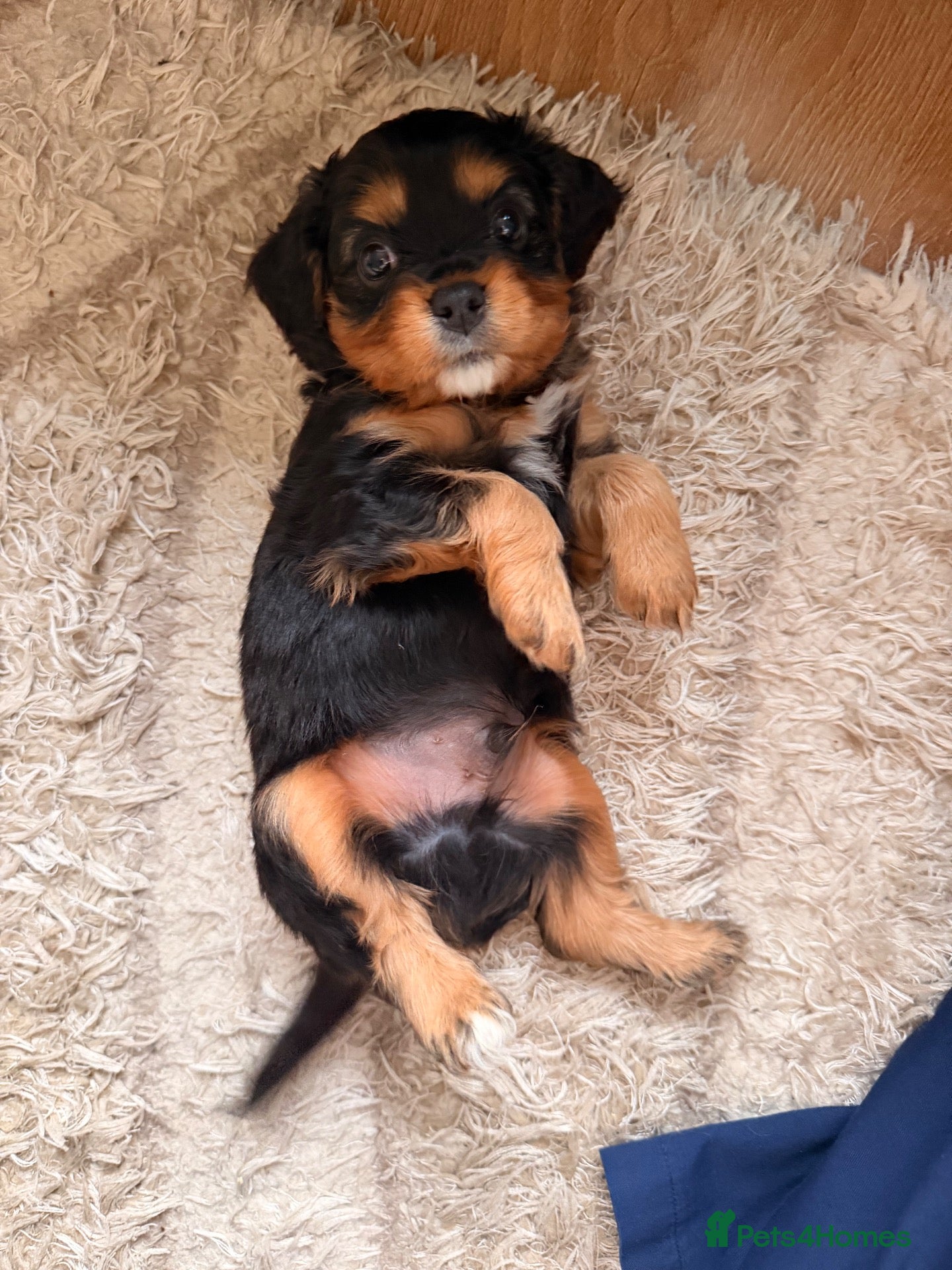 Cavapoochon dogs Cavalier King Charles Spaniel / Cavapooshon pups - Advert 2