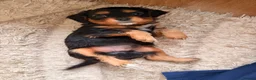 Cavapoochon dogs for sale: Cavalier King Charles Spaniel / Cavapooshon pups - Advert 8