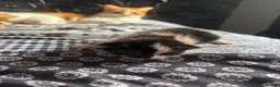 Mixed Breed cats for sale: 2 beautiful baby kittens - Advert 4