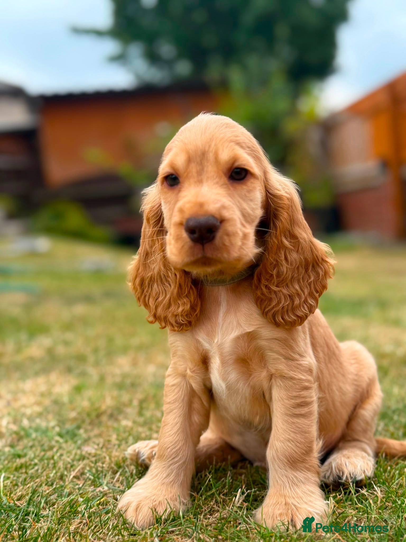 Cocker Spaniel dogs Show type cocker spaniel puppy’s  - Advert 2