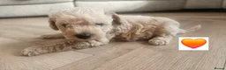Schnoodle dogs for sale: 🐶 F2 Schnoodles looking for their loving Homes 🐶 in Romford - Advert 30