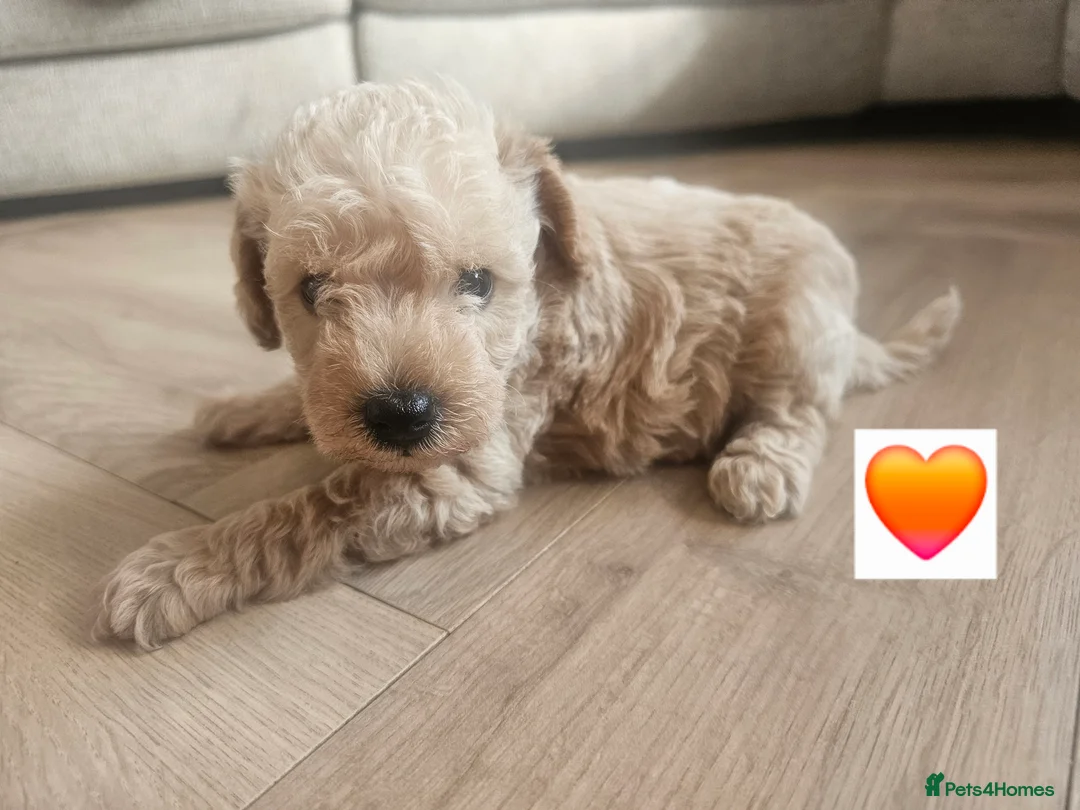 Schnoodle dogs for sale: 🐶 F2 Schnoodles READY NOW for their new Homes 🐶 - Advert 29