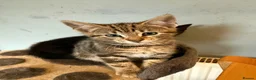 Mixed Breed cats for sale: 5 beautiful kittens males  - Advert 8