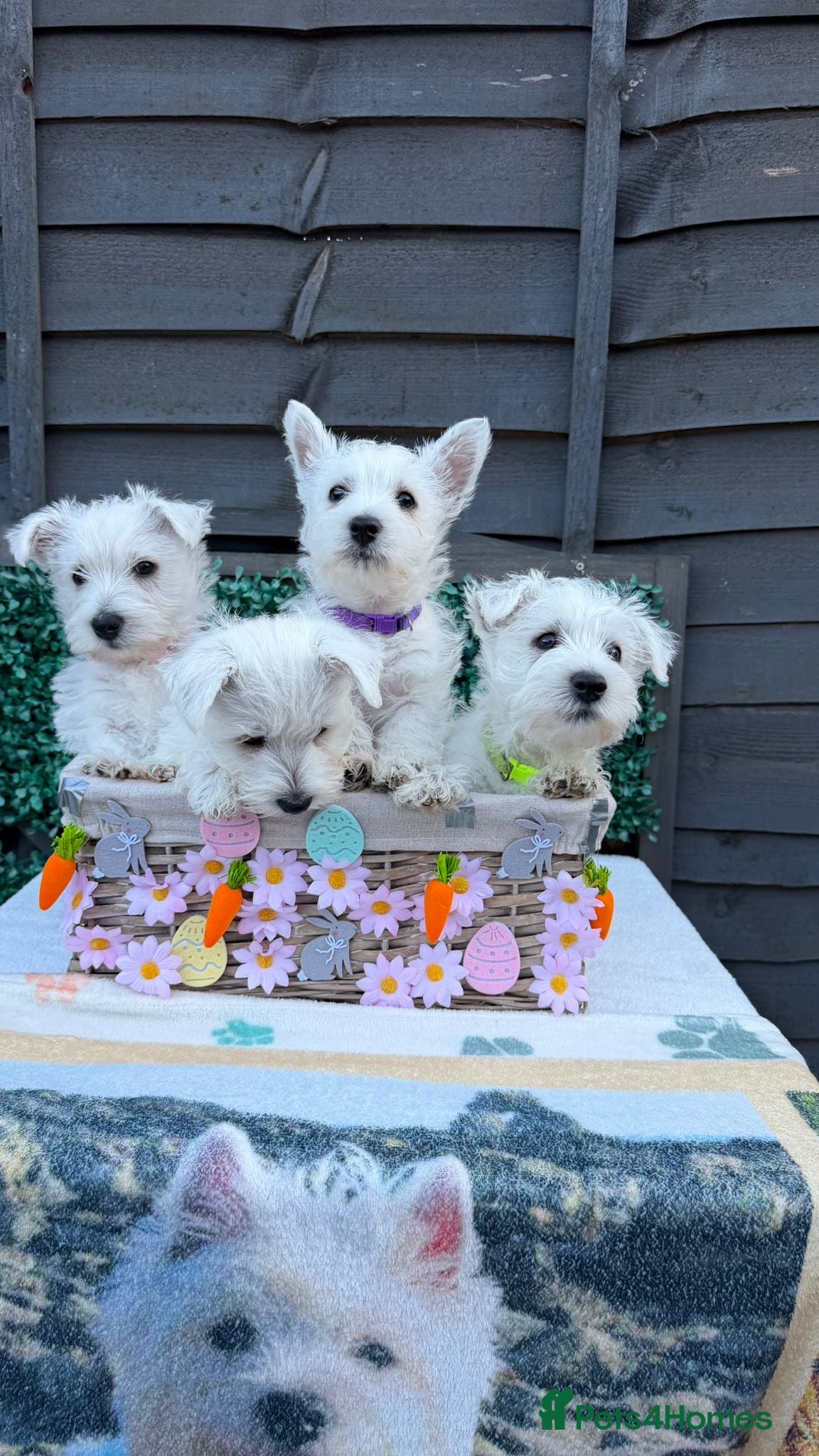 West Highland Terrier dogs West Highland Terrier - KC registered - Advert 2