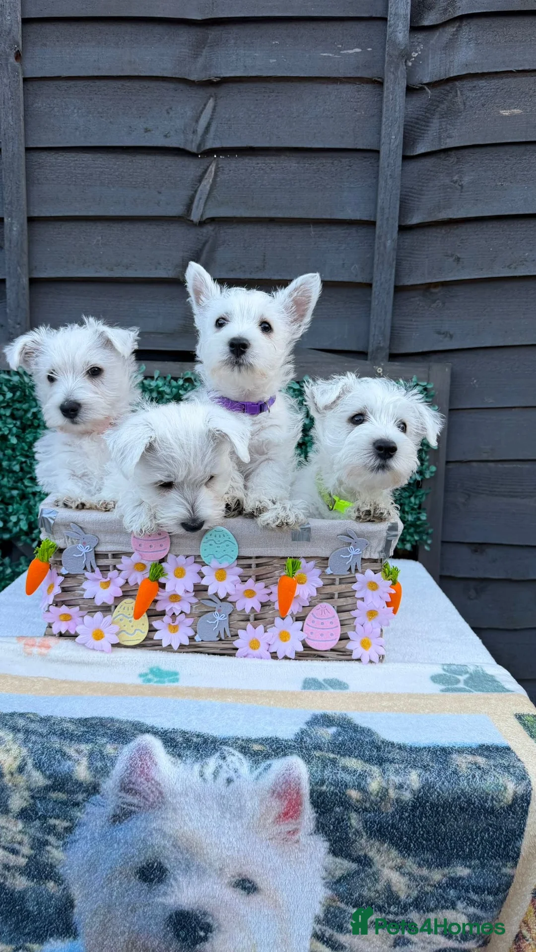 West Highland Terrier dogs for sale: West Highland Terrier - KC registered - Advert 2