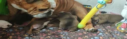 English Bulldog dogs for sale: KC Reg.English Bulldog puppies - Advert 2
