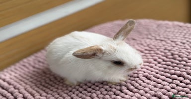 Mini Lop rabbits - Advert 4