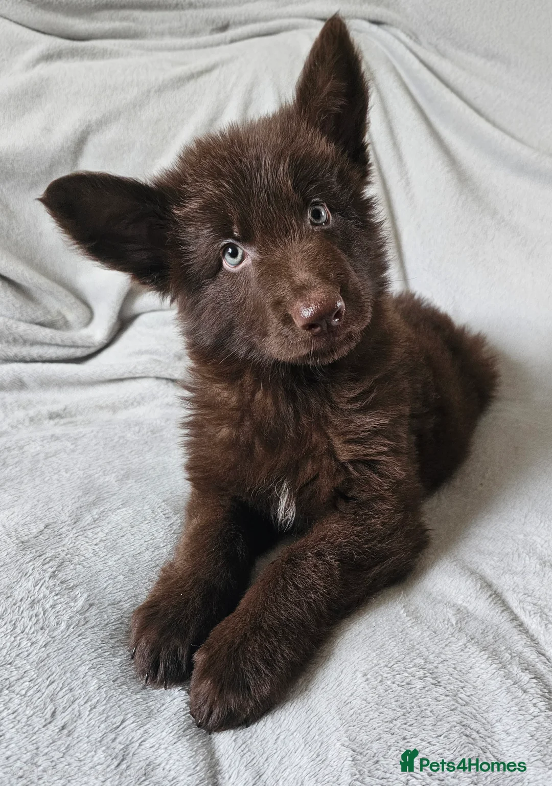 German Shepherd dogs for sale: Solid black short coated KC registered Gsp - Advert 37