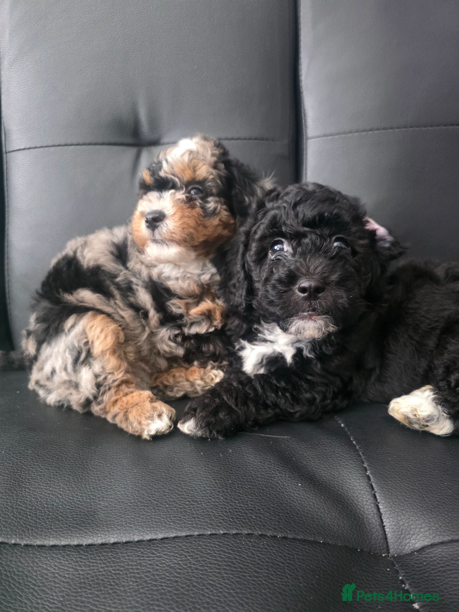 Poochon dogs 4 beautiful poochon puppys for sale  - Advert 1