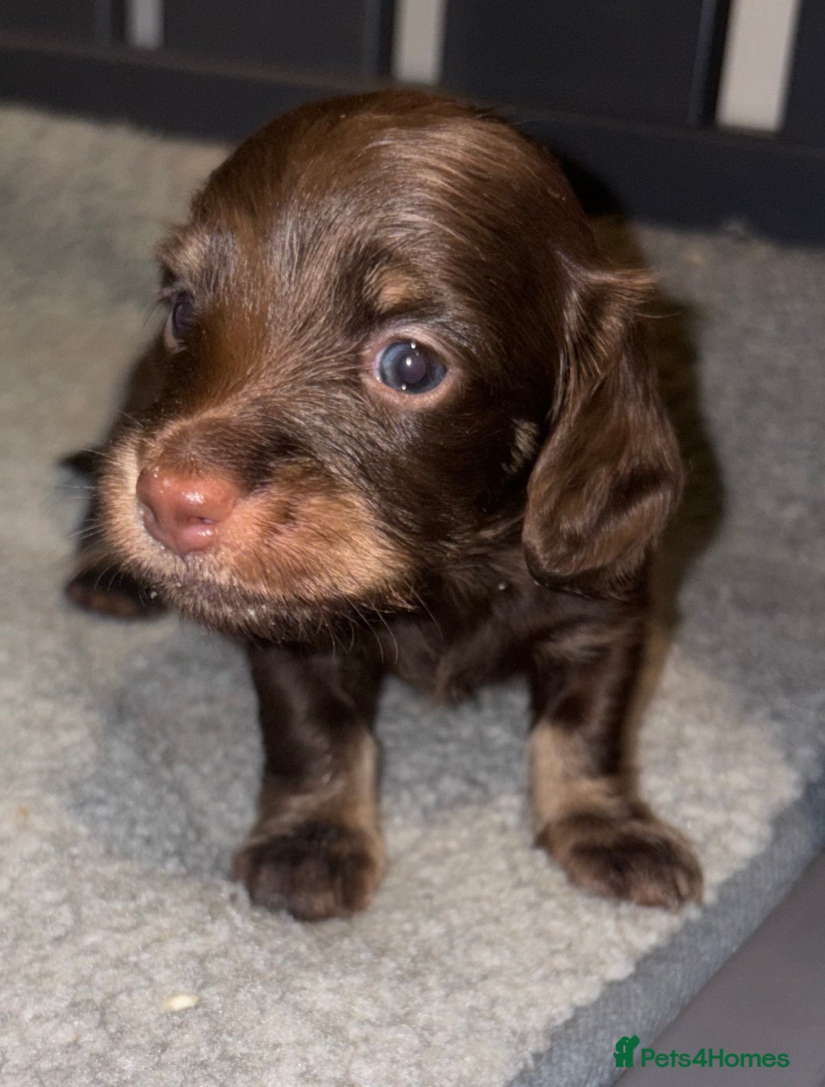 Miniature Dachshund dogs Beautiful long hair miniature dachshund pups - Advert 7