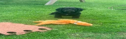 Cocker Spaniel dogs for sale: Amazing cocker spaniels  - Advert 20