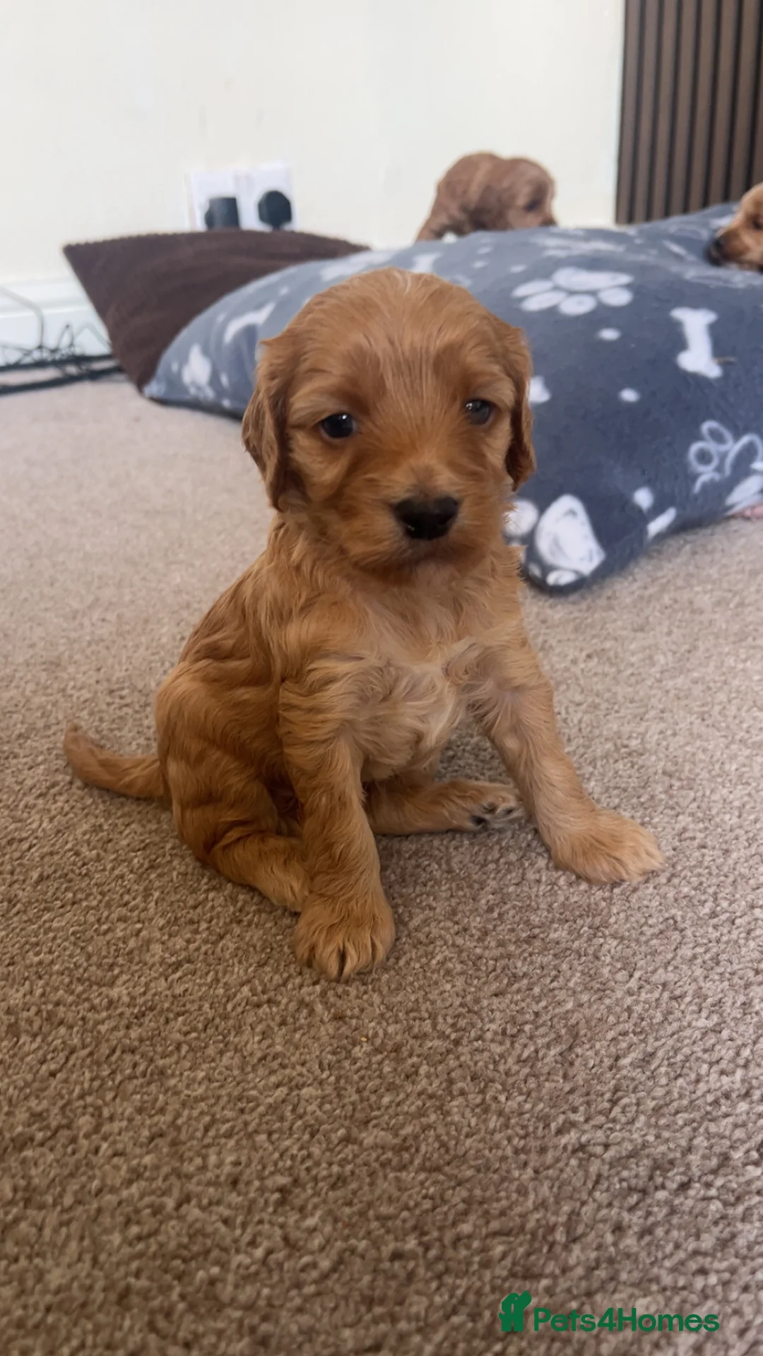 Cockapoo dogs for sale: Cockapoo puppy’s  in Sheffield - Advert 2