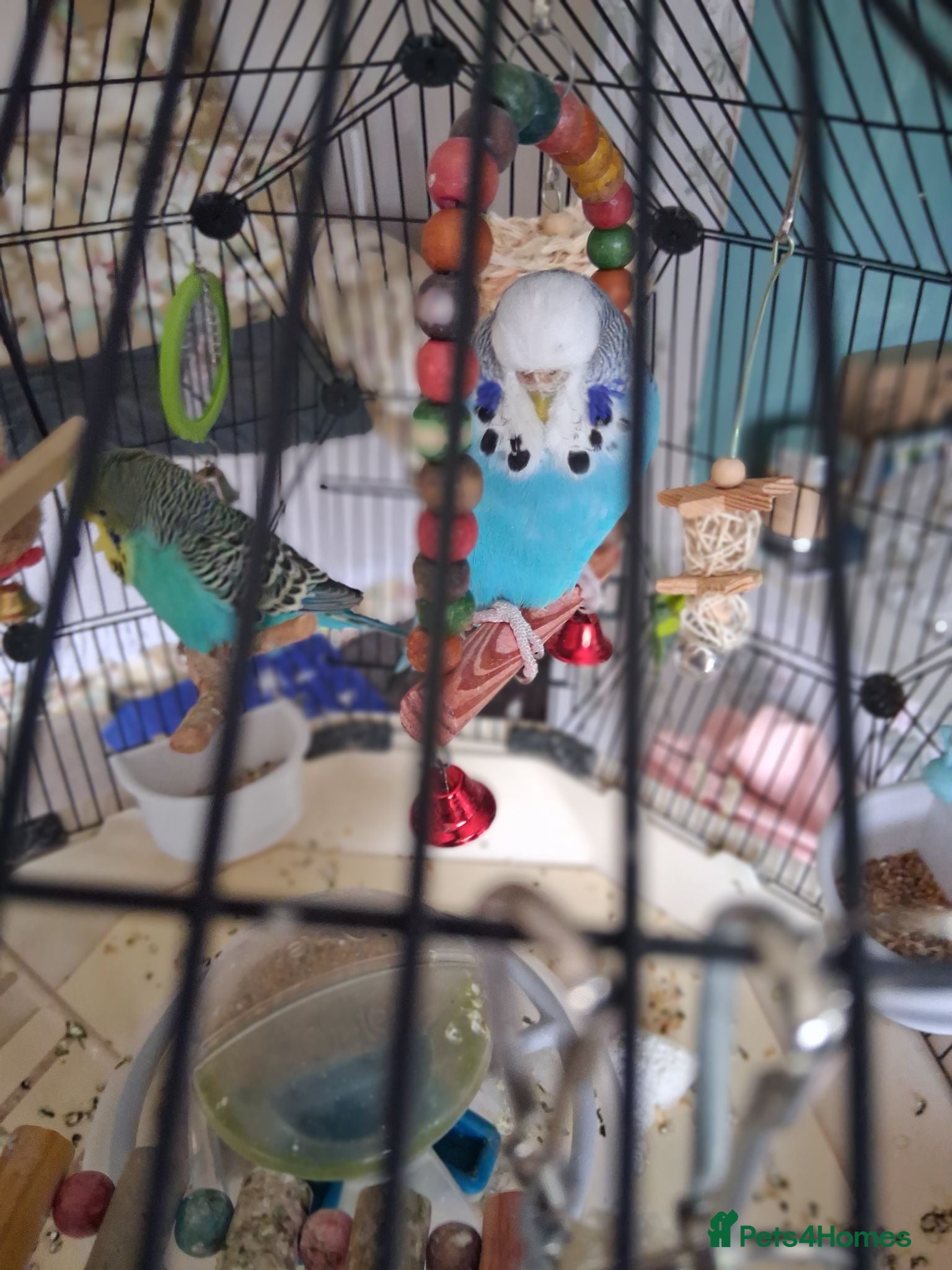 Budgerigars birds Blue Budgie.  Approx. 18 - 24 months old.  - Advert 1