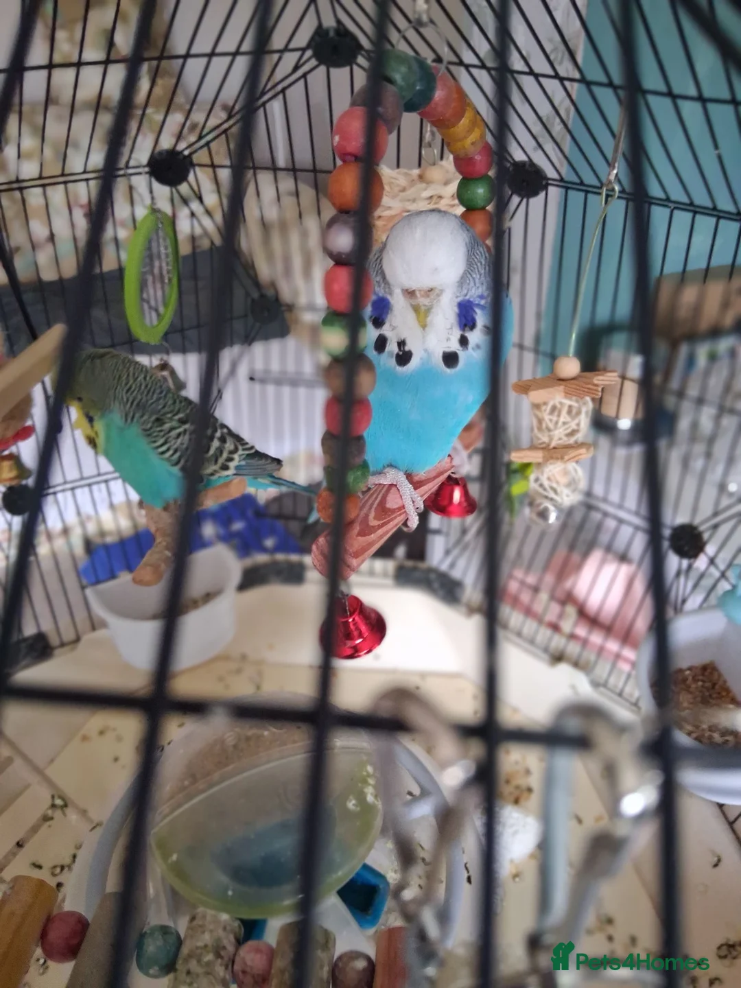 Budgerigars birds for sale: Blue Budgie.  Approx. 18 - 24 months old.  in Derby - Advert 1