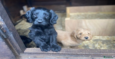 Aussiedoodle dogs - Advert 16