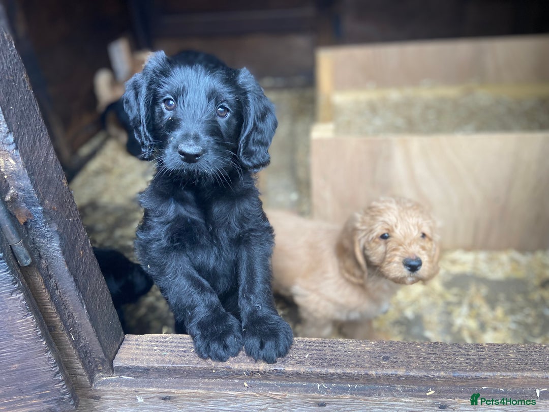 Aussiedoodle dogs for sale: Last Boy AussieDoodle Fully Vaccinated/Vet checked - Image 11