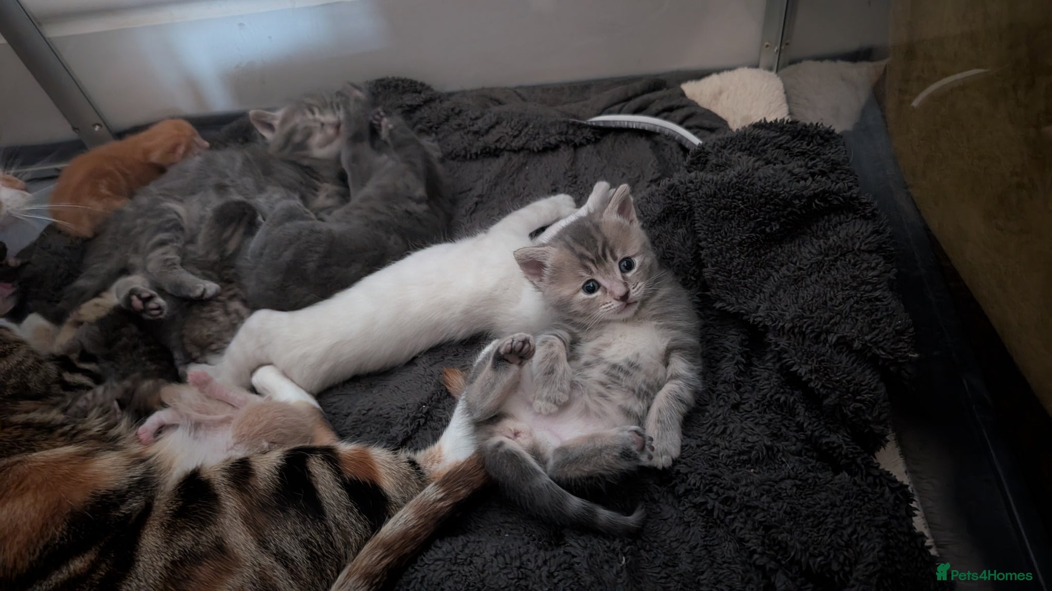 Ragcoon cats for sale: Beautiful Ragcoon / Bengal kittens  - Advert 15
