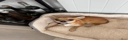 Chihuahua dogs for sale: Gorgeous Rare Pure Chihuahua Puppies - Advert 20