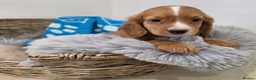 Cocker Spaniel dogs for sale: Working Type Cocker Spaniels - Advert 30